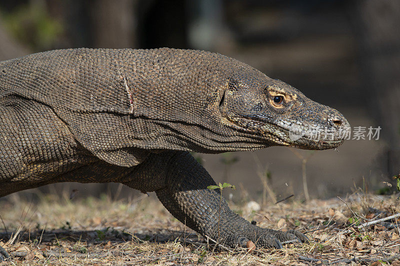 野生动物拍摄的科莫多龙(Varanus komodoensis)